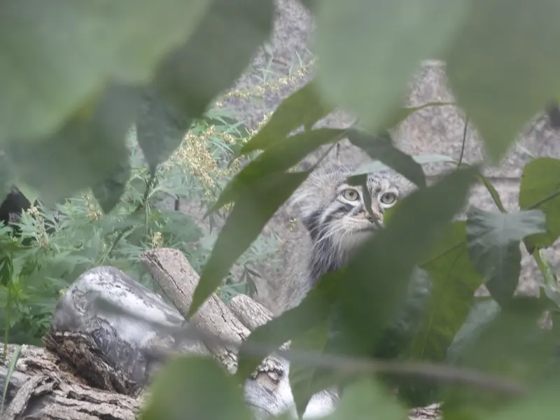 モスクワ動物園のティモフェイの写真