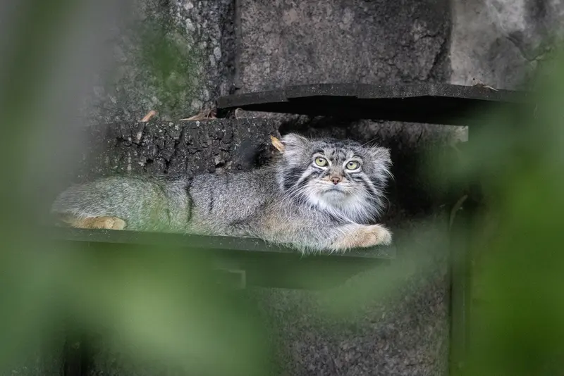 モスクワ動物園のティモフェイの写真