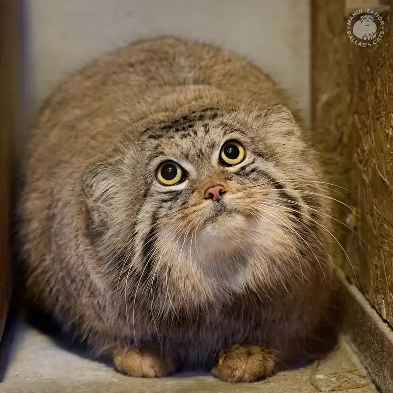 マヌルネコの写真