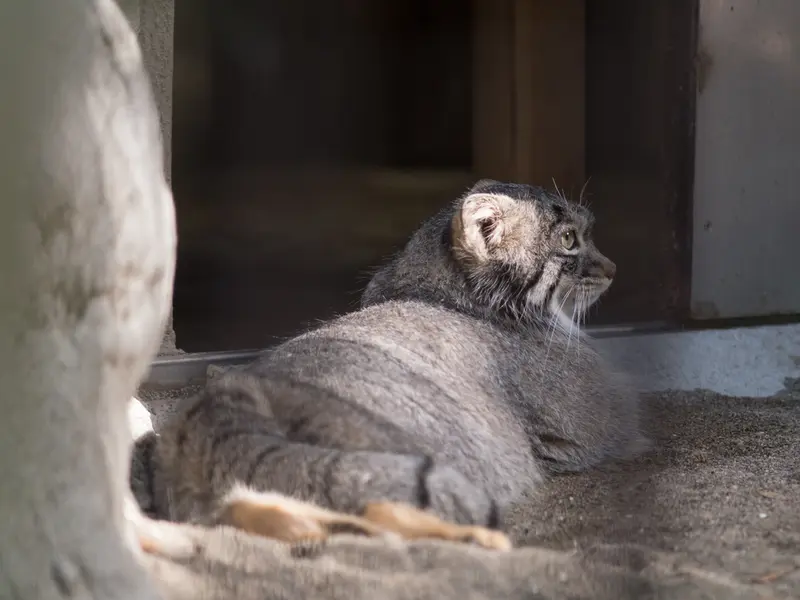 野毛山動物園のフィーガの写真