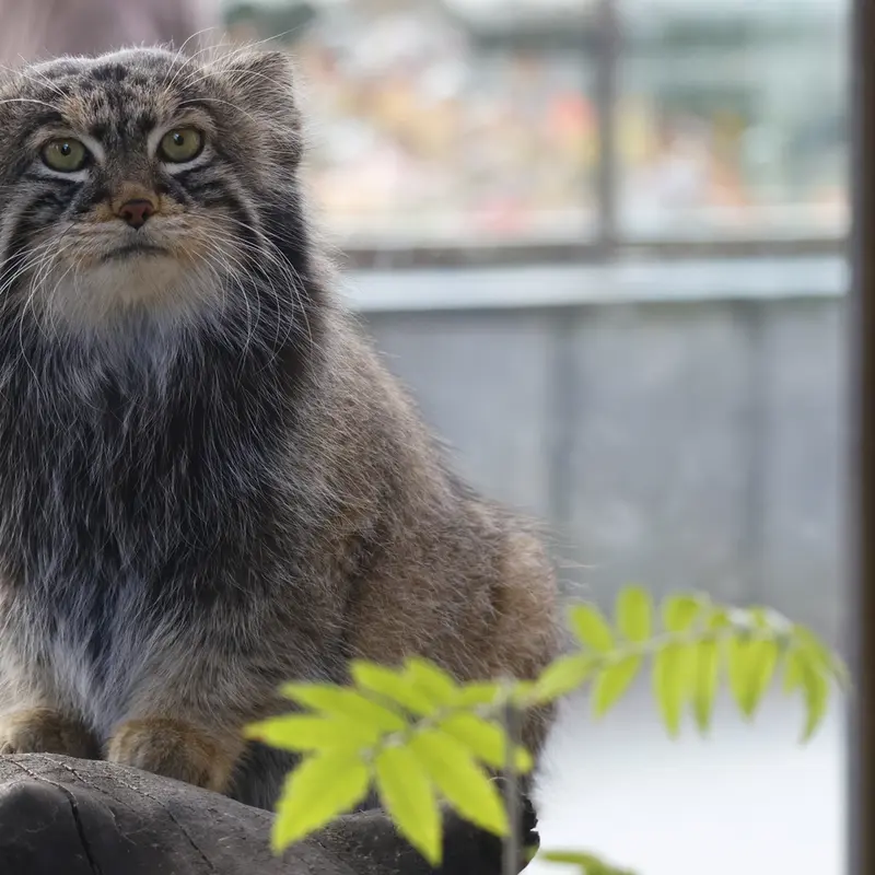 モスクワ動物園のティモフェイの写真