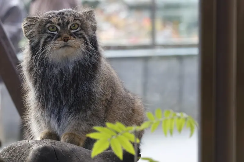 モスクワ動物園のティモフェイの写真