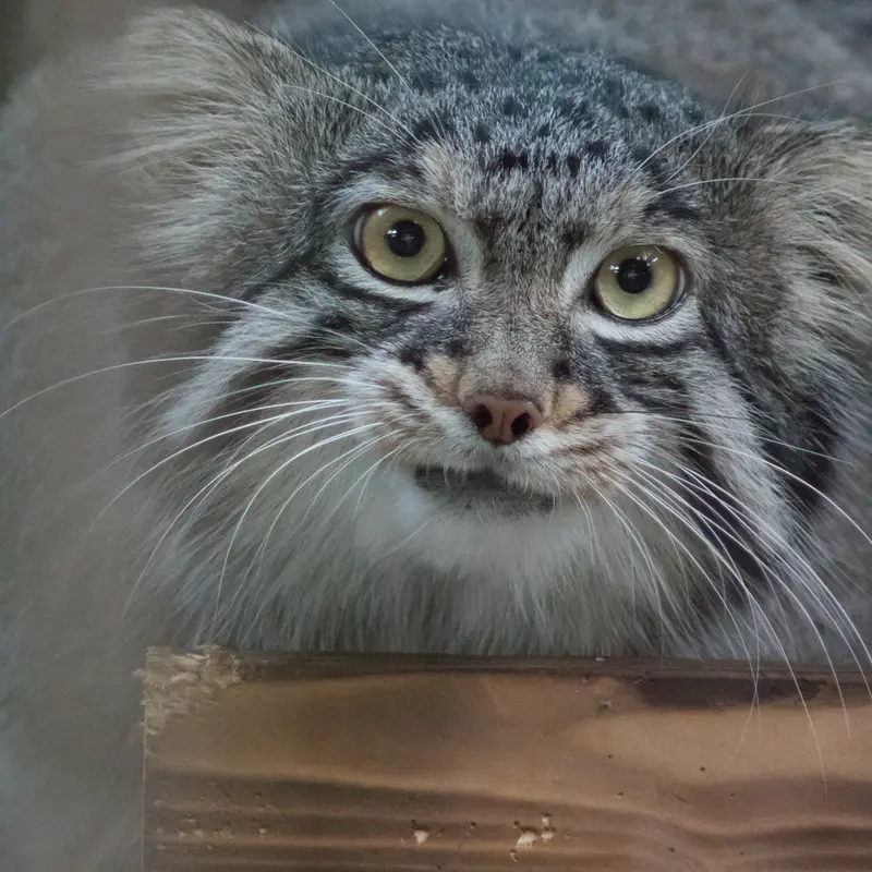 野毛山動物園のフィーガの写真