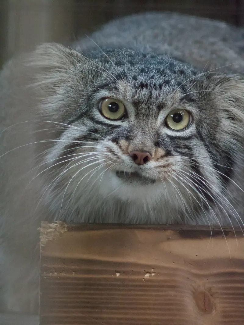 野毛山動物園のフィーガの写真