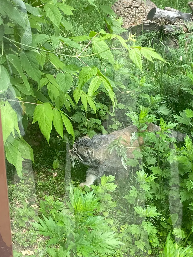 マヌルネコの写真
