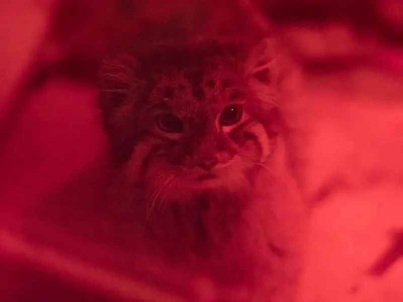 恩賜上野動物園のナイマの写真