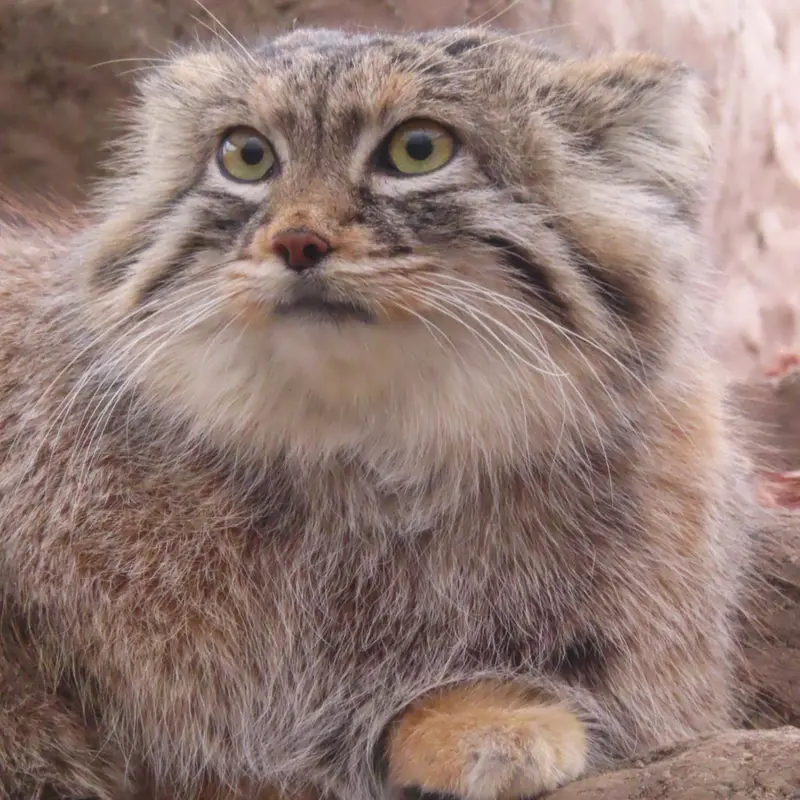 埼玉県こども動物自然公園のオリーヴァの写真