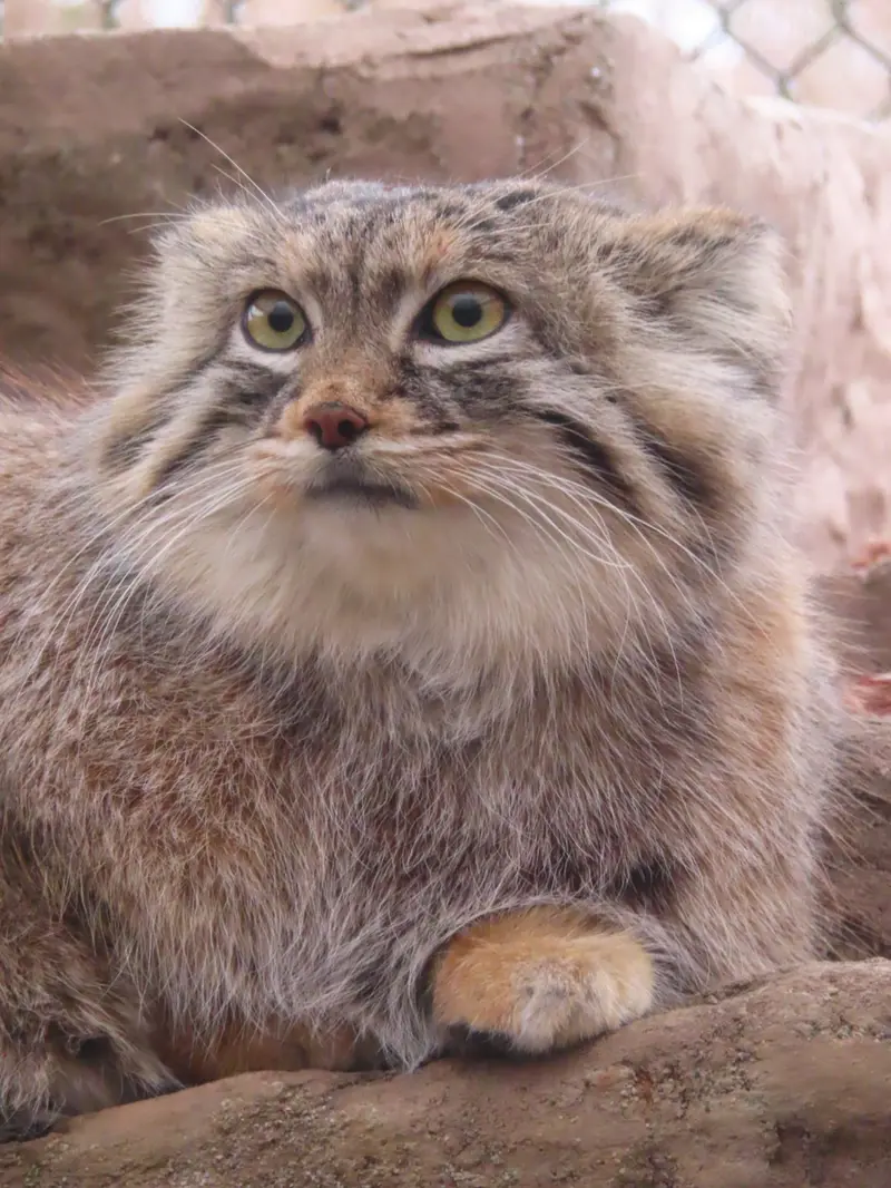 埼玉県こども動物自然公園のオリーヴァの写真