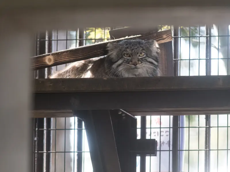 野毛山動物園のフィーガの写真