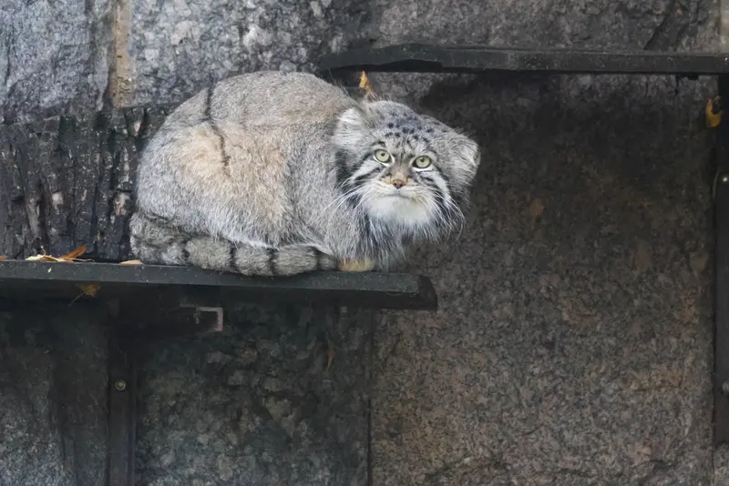 モスクワ動物園のティモフェイの写真