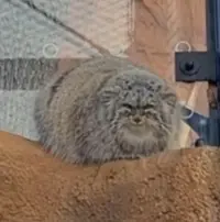 マヌルネコの写真