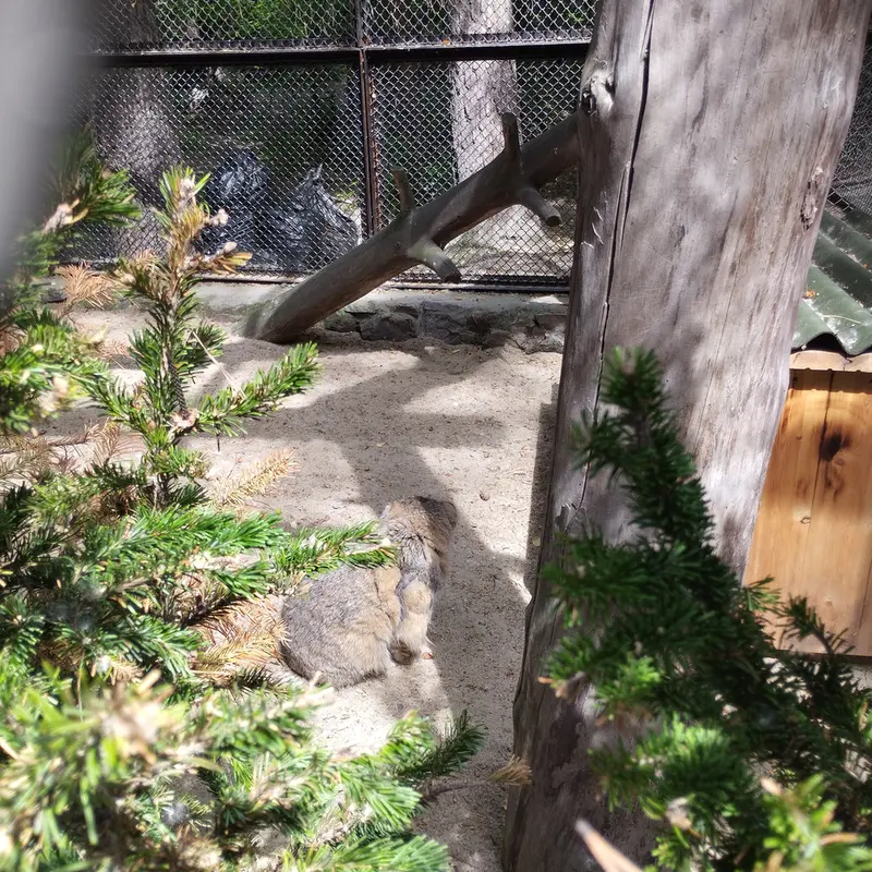 ノヴォシビルスク動物園のゼレノゴルスクの写真