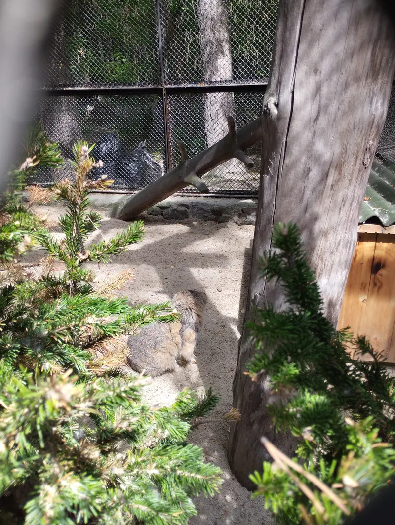 ノヴォシビルスク動物園のゼレノゴルスクの写真