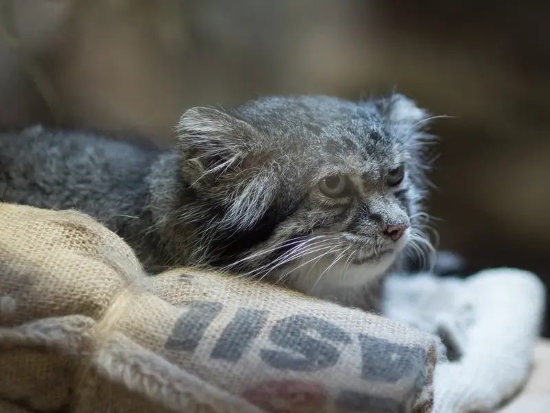 恩賜上野動物園のクリョンの写真