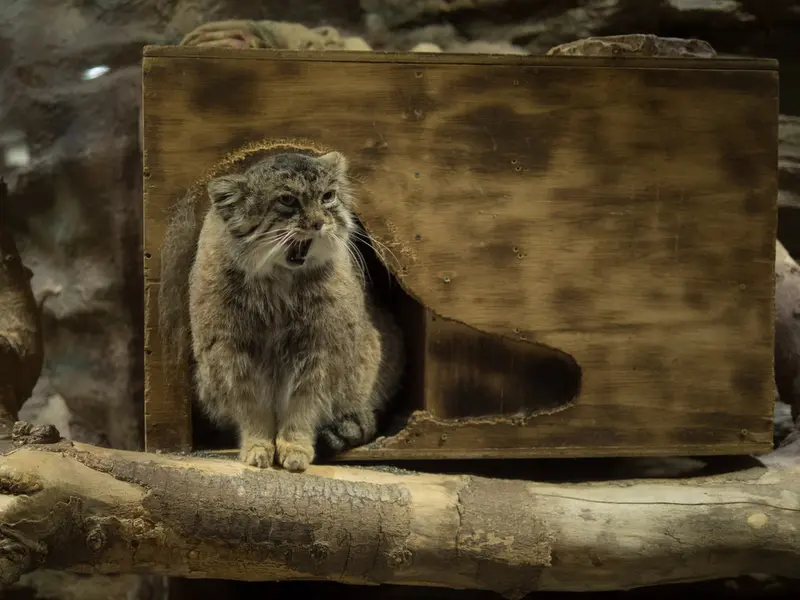 恩賜上野動物園のプリームラの写真
