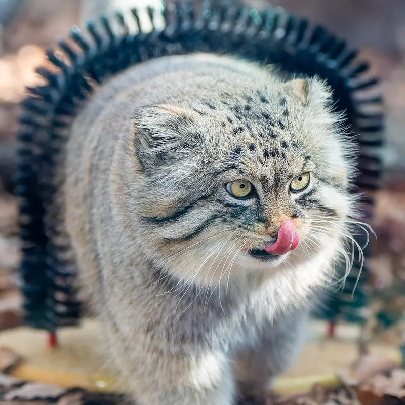 埼玉県こども動物自然公園のロータスの写真