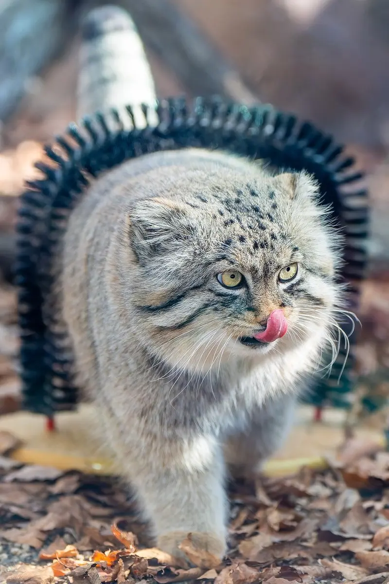 埼玉県こども動物自然公園のロータスの写真