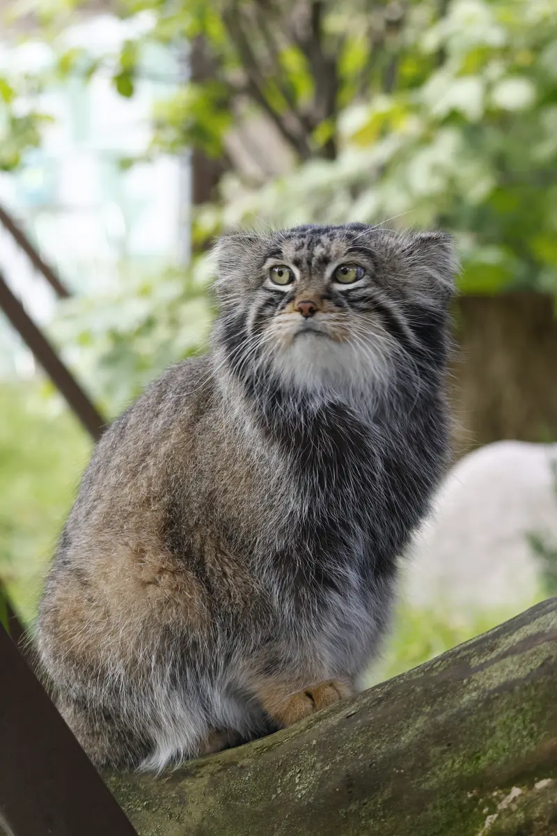 モスクワ動物園のティモフェイの写真