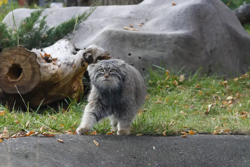 モスクワ動物園のティモフェイの写真