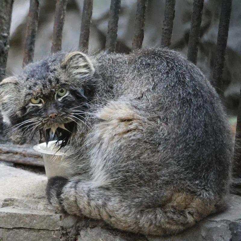 ノヴォシビルスク動物園のマリクの写真
