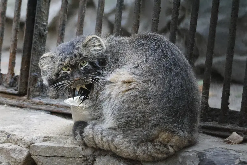 ノヴォシビルスク動物園のマリクの写真