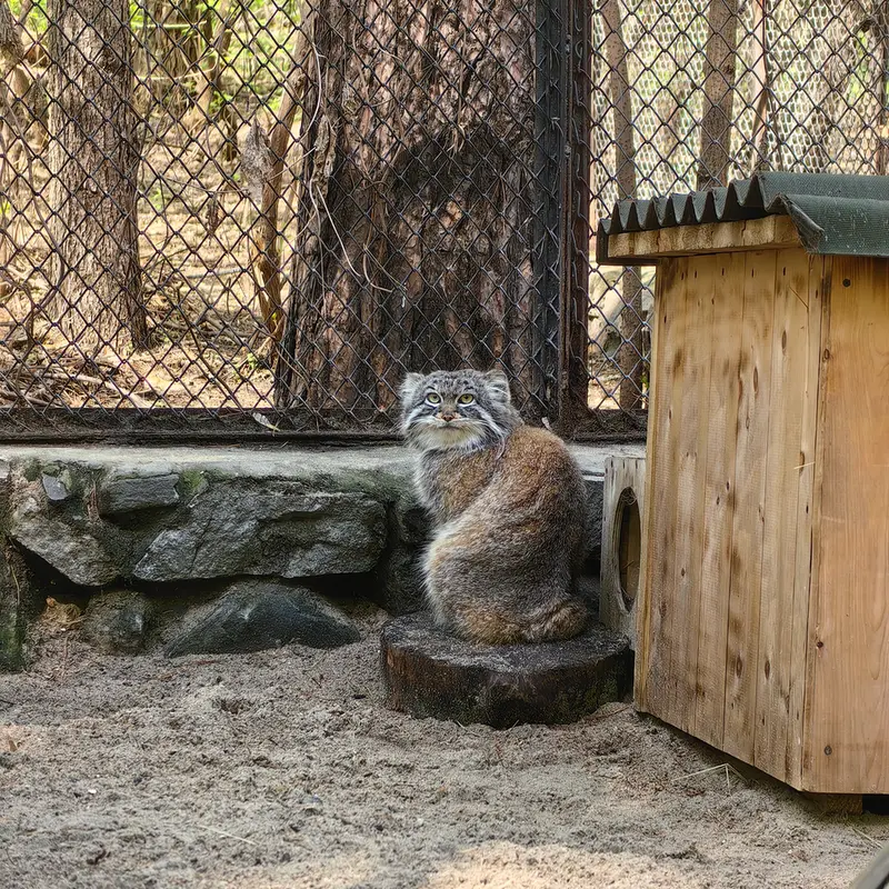 ノヴォシビルスク動物園のルフの写真