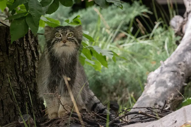 モスクワ動物園のティモフェイの写真