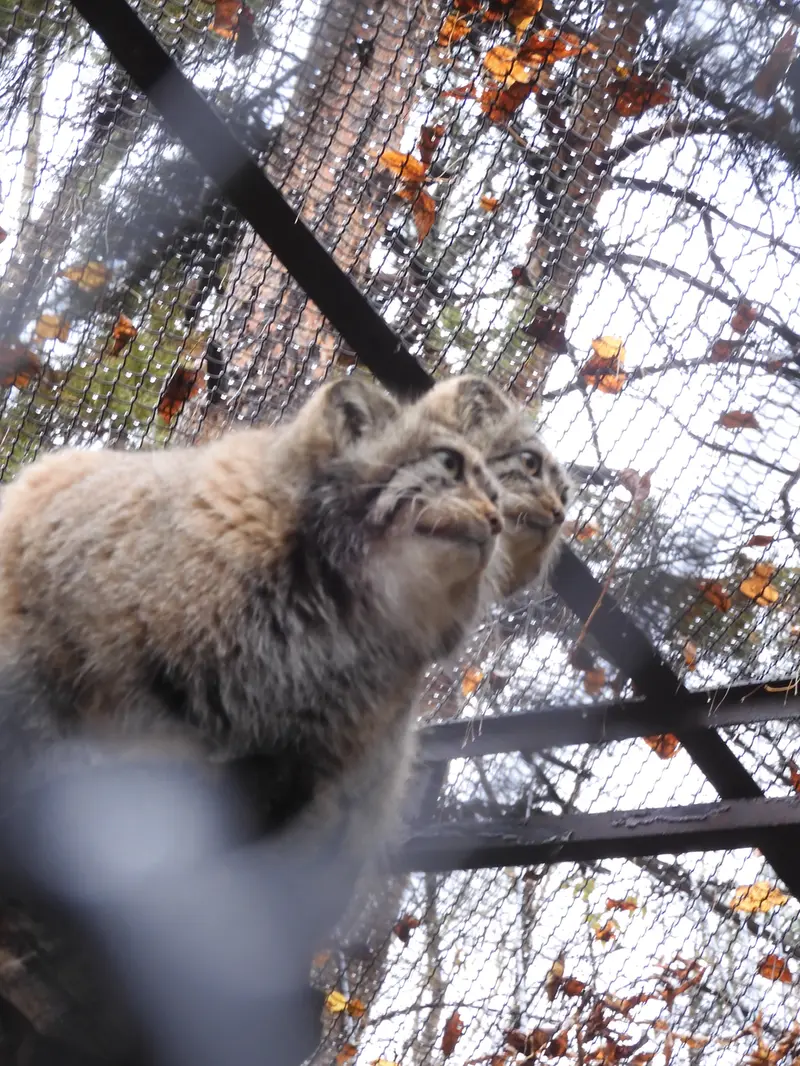 ノヴォシビルスク動物園のイヴの写真