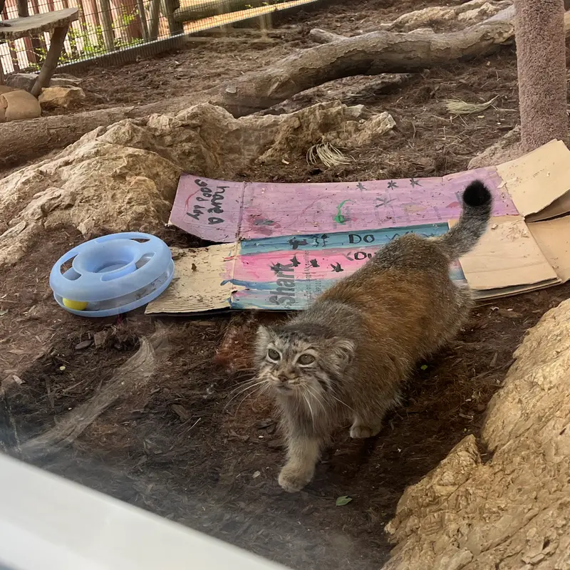 ミル・マウンテン動物園のノルブの写真