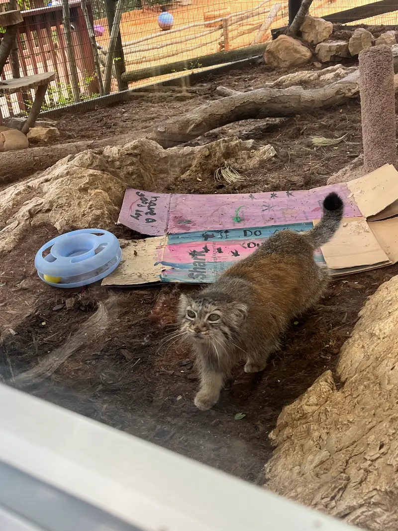 ミル・マウンテン動物園のノルブの写真