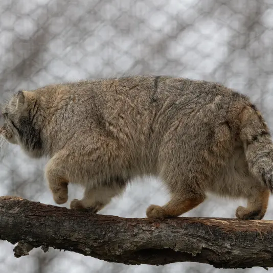 コルケアサーリ動物園のアルカスの写真