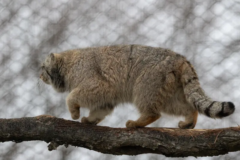 コルケアサーリ動物園のアルカスの写真