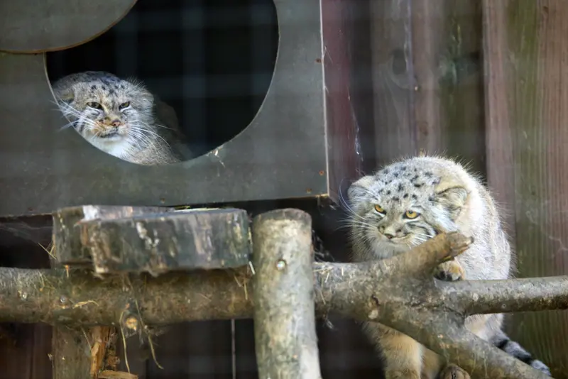 コシツェ動物園のアラニとアラニの子（2026年生まれ）Ⅱの写真