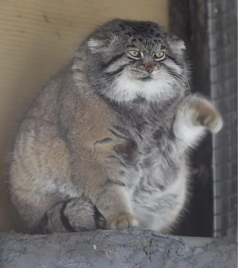 旭山動物園のグルーシャの写真