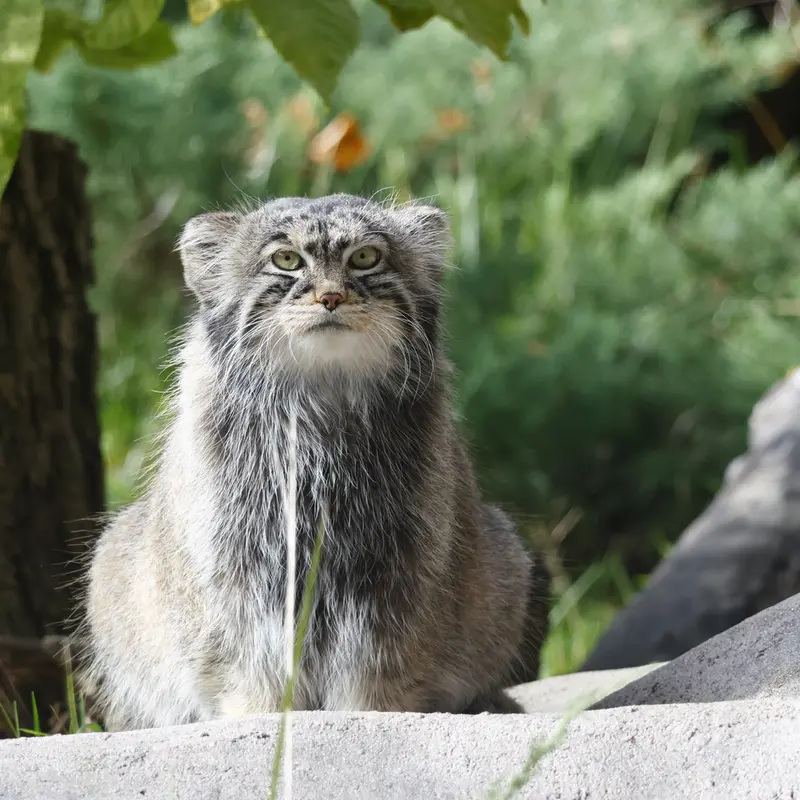 モスクワ動物園のティモフェイの写真
