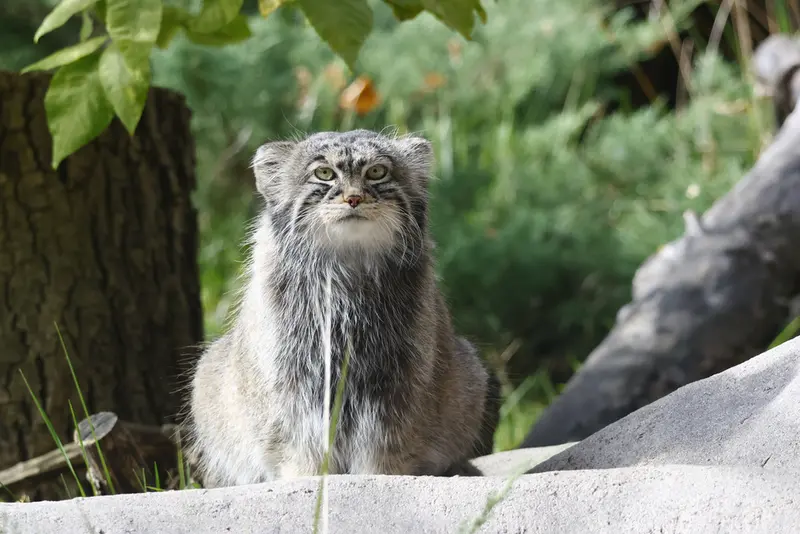 モスクワ動物園のティモフェイの写真