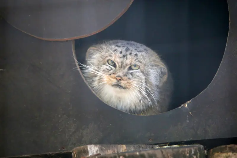 コシツェ動物園のアラニの写真