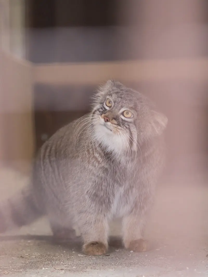 野毛山動物園のフィーガの写真