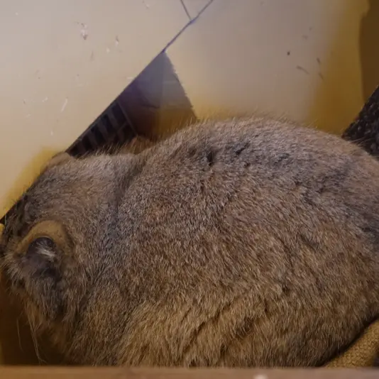埼玉県こども動物自然公園のオリーヴァの写真