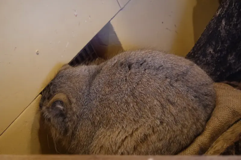 埼玉県こども動物自然公園のオリーヴァの写真