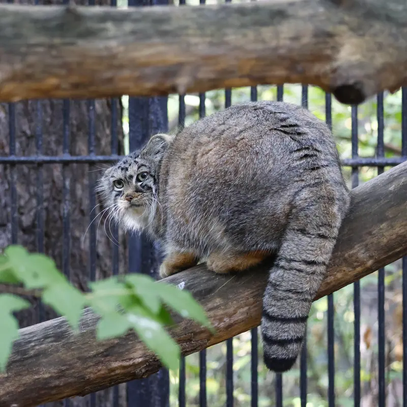 ノヴォシビルスク動物園のアーニャの写真