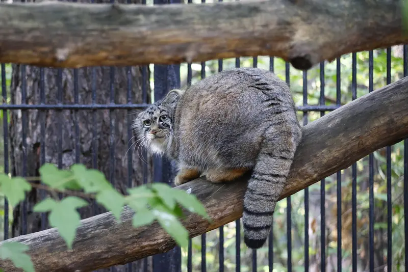 ノヴォシビルスク動物園のアーニャの写真