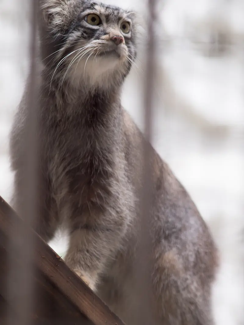 野毛山動物園のフィーガの写真