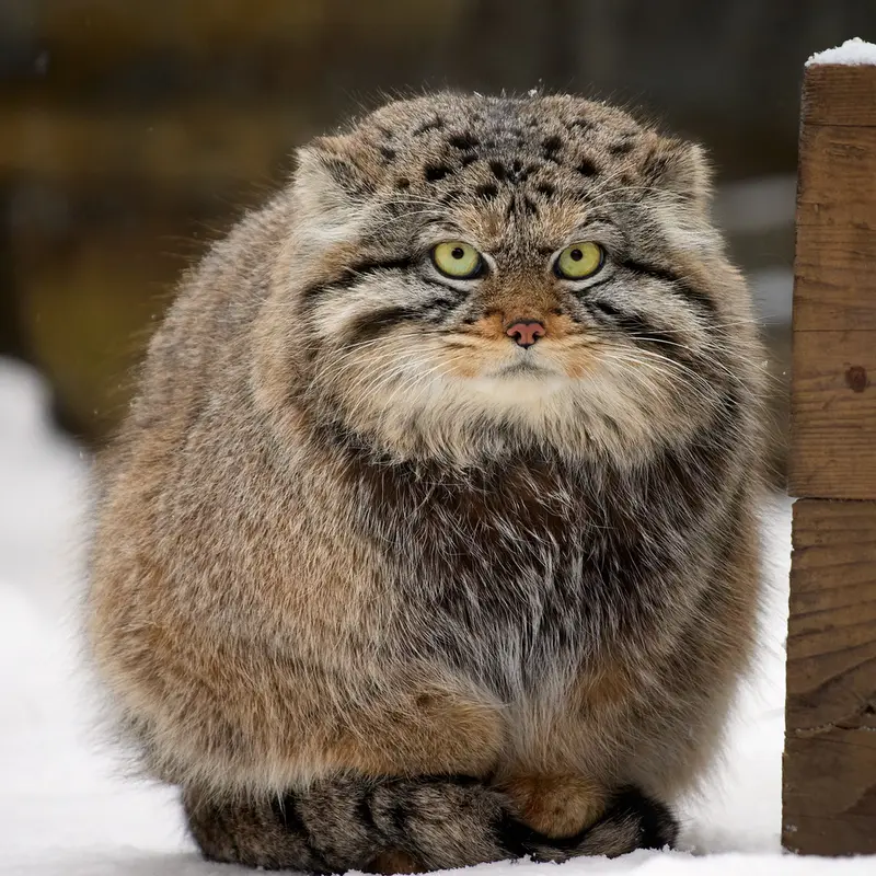 ノヴォシビルスク動物園のボリスの写真