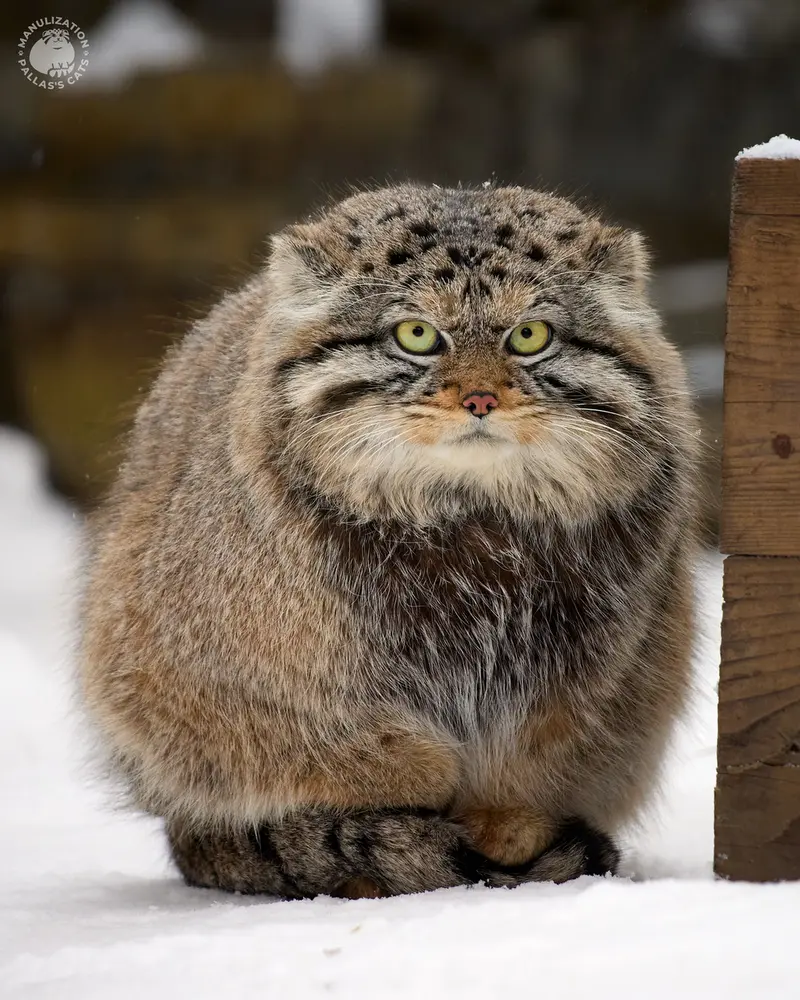 ノヴォシビルスク動物園のボリスの写真