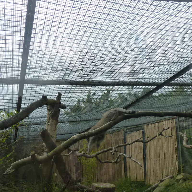 エディンバラ動物園のアキコの写真