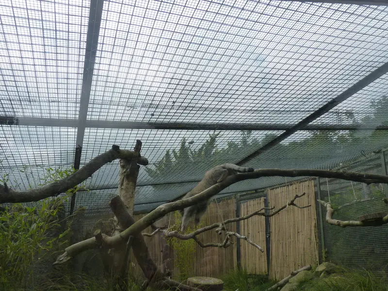 エディンバラ動物園のアキコの写真