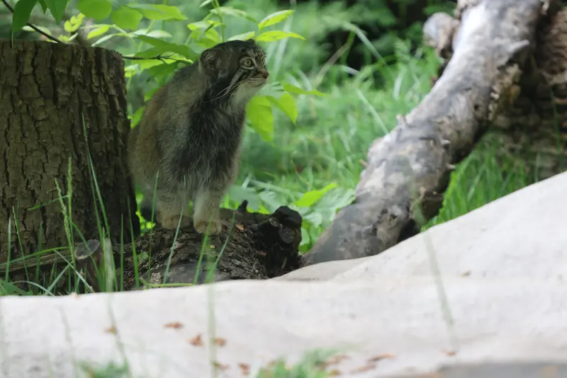 モスクワ動物園のティモフェイの写真