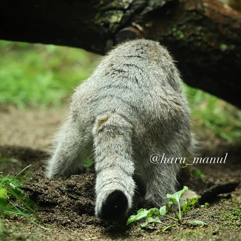 那須どうぶつ王国のナゴムの写真
