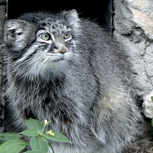 リガ動物園のマヌルネコ（2006年生まれ）の写真